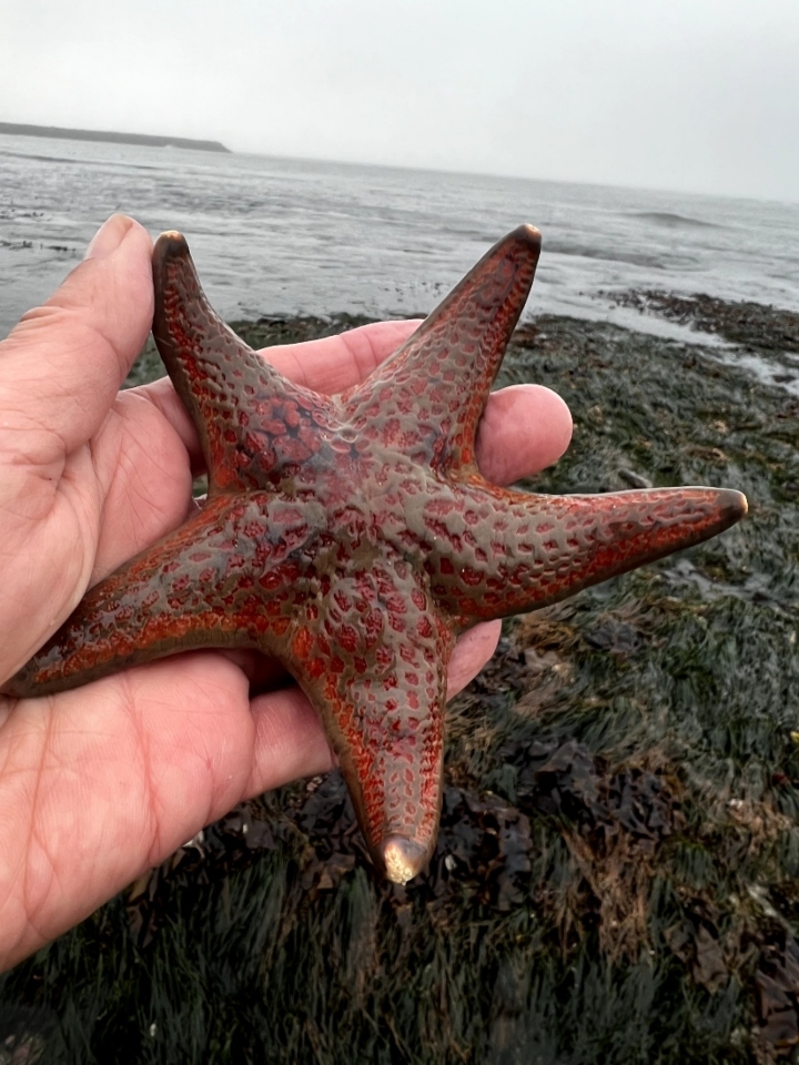 Leather Sea Star